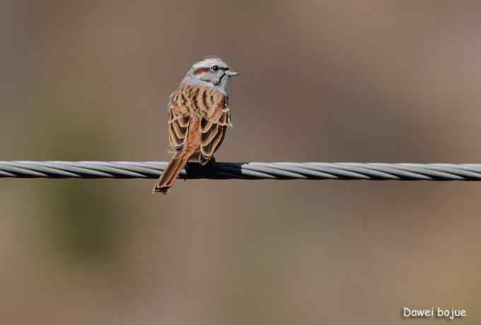 永定河湿地观鸟秋游