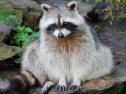 十大喜食蜂蜜动物:蜜熊 十大喜食蜂蜜动物:蜜熊