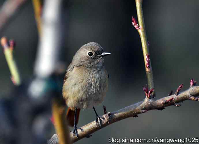 第一场春雨之后 wbr1