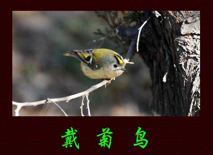 北京天坛公园的鸟类——盼！