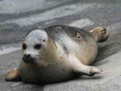 自然奇观：动物大迁徙(鳍足类)