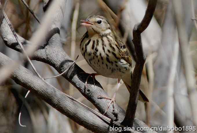 朱雀和北宫的鸟 朱雀和北宫的鸟