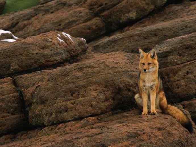 犬科：狐亚科伪狐属之阿根廷狐、山狐、达尔文狐