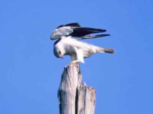 白头鸟系列：另类的美丽（白尾鸢）