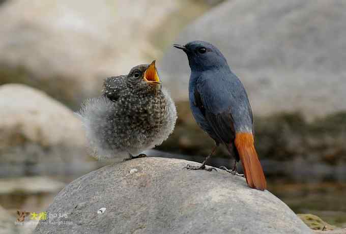 父爱如山：实拍红尾水鸲和它的四个宝宝们