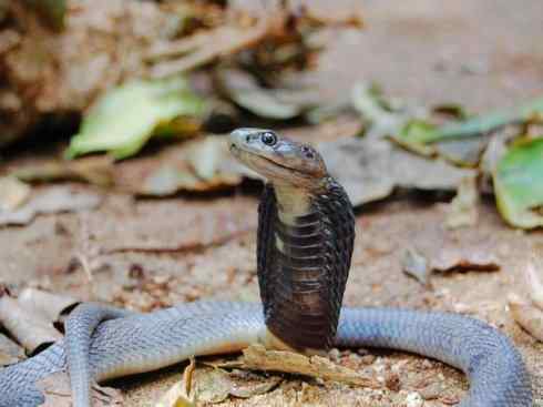 龙:传说的兽原型探秘(眼睛蛇类) 龙:传说的兽原型探秘(眼睛蛇类)