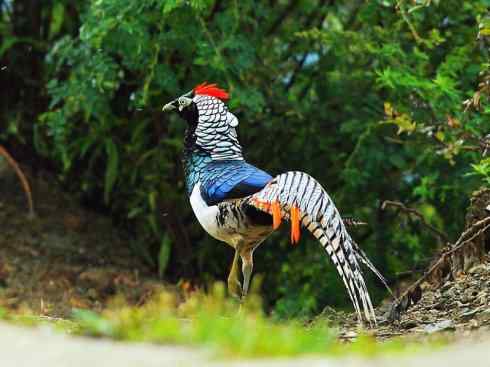 凤凰：传说中的鸟原型探秘（锦鸡）