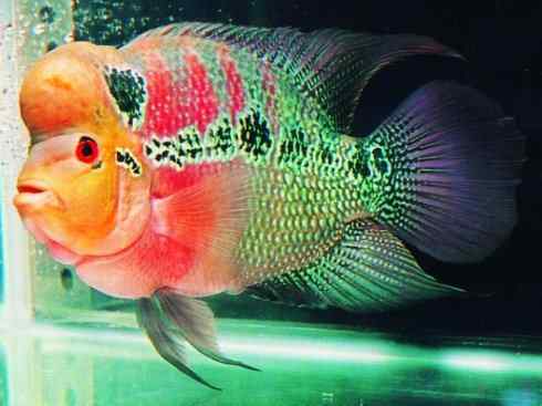 鱼类活化石:澳洲肺鱼 鱼类活化石:澳洲肺鱼