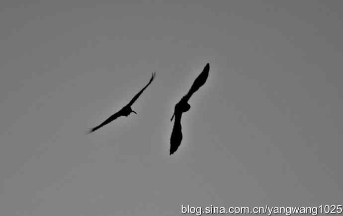 北京动物园的鸟类——剪纸(空中的战斗)