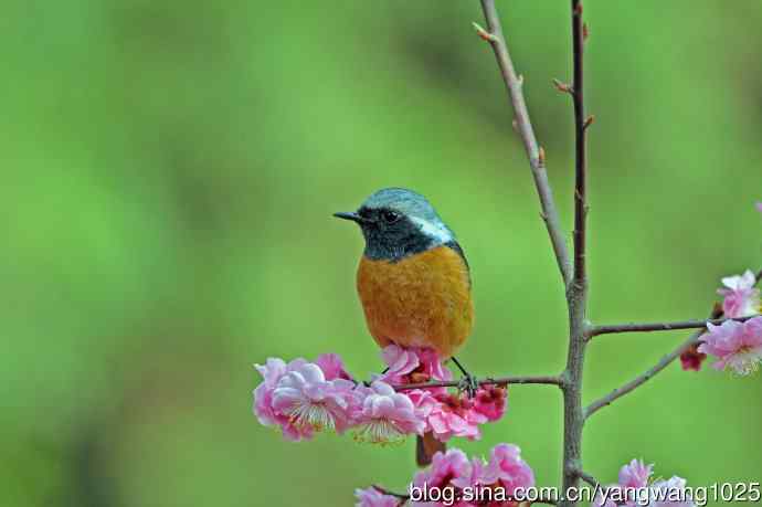 雄性北红尾鸲（27）