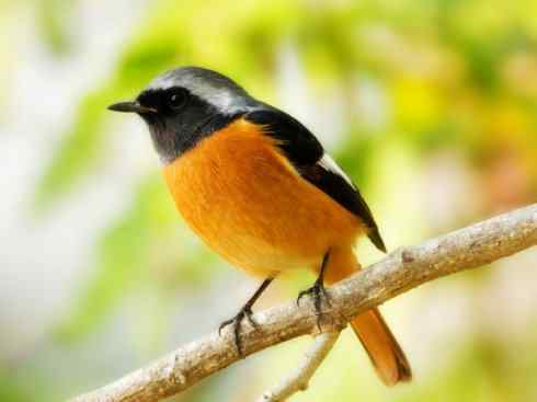 美丽无罪：雀鸟之红尾鸲