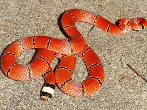 龙：传说的兽原型探秘（环蛇类）