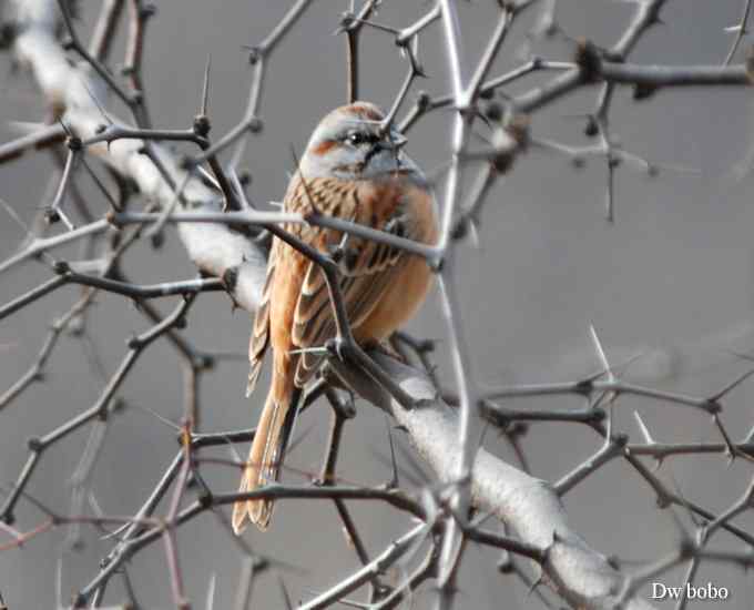 戈氏岩鹀 wbr大佬模样