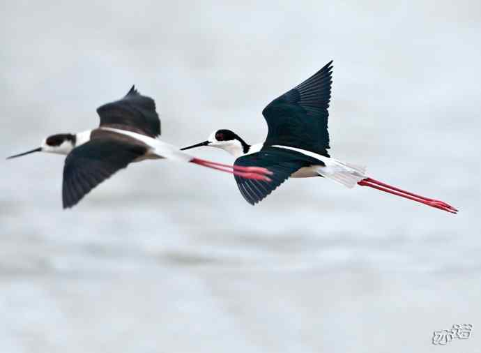 官厅水库&nbsp;wbr路&nbsp;wbr黑翅长脚鹬