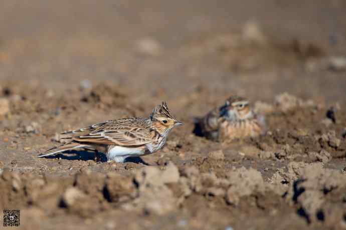 一组野鸭湖的小林鸟