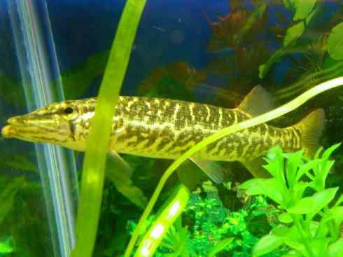 鱼类活化石：弓鳍鱼