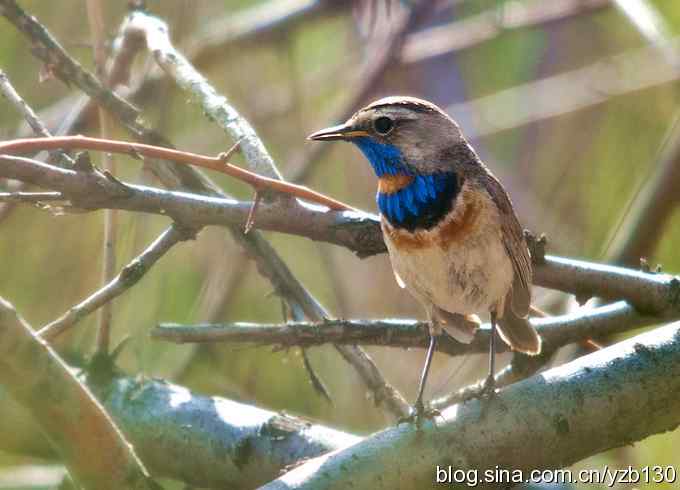 精神抖擞蓝点颏(组图,10张图片) 精神抖擞蓝点颏(组图,10张图片)