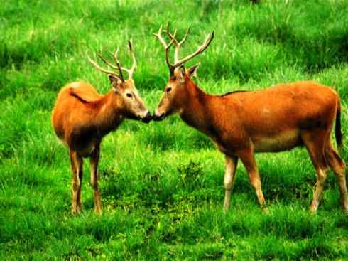 麒麟：传说的兽原型探秘（麋鹿）