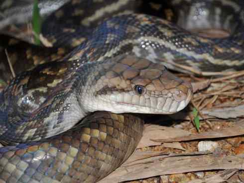 龙:传说的兽原型探秘(树蟒类) 龙:传说的兽原型探秘(树蟒类)