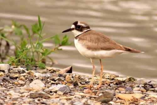 长嘴剑鸻竟然会诈伤 长嘴剑鸻竟然会诈伤