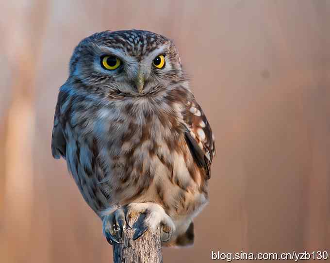密林深处遭遇方头小猫（组图，12张图片）