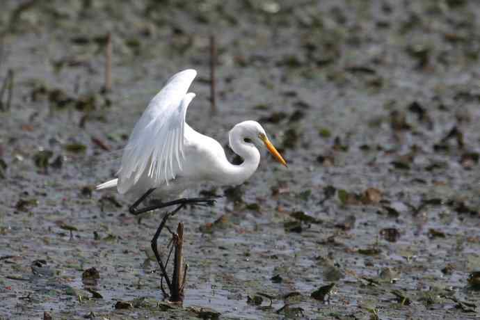 摄鸟拾趣（二十） 白鹭（一）