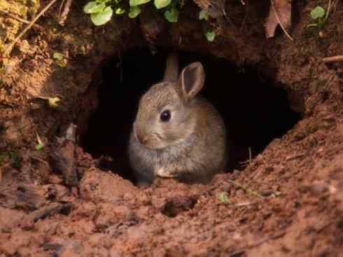 动物世界：山寨还是原创之十
