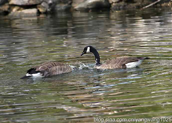 加拿大雁的婚礼（纪实）