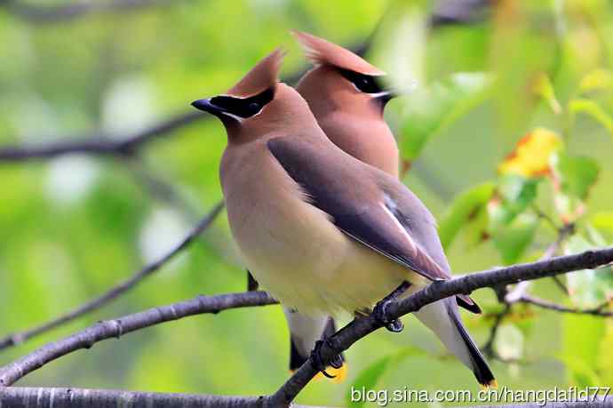 美国鸟类摄影——雪松太平鸟