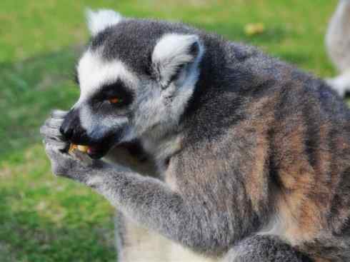 动物世界：山寨还是原创之十五