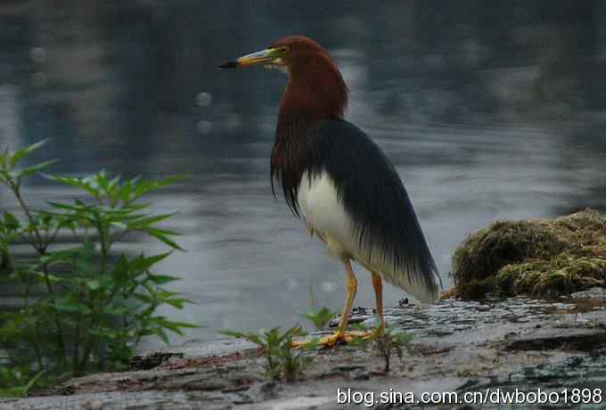 鸟友同游怀沙河 鸟友同游怀沙河