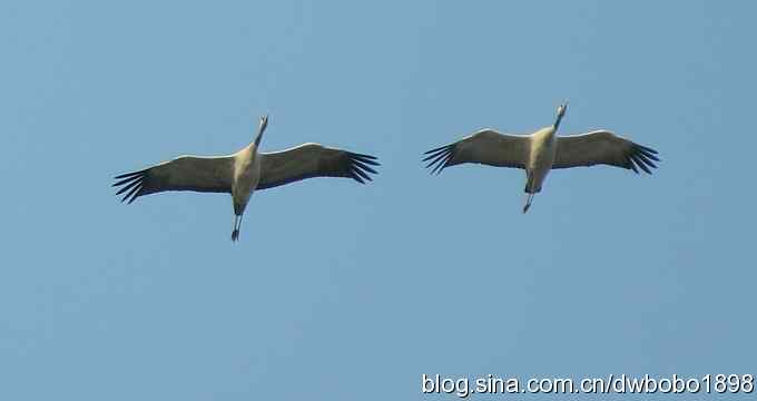 云天鹤影 wbr醉舞冬阳