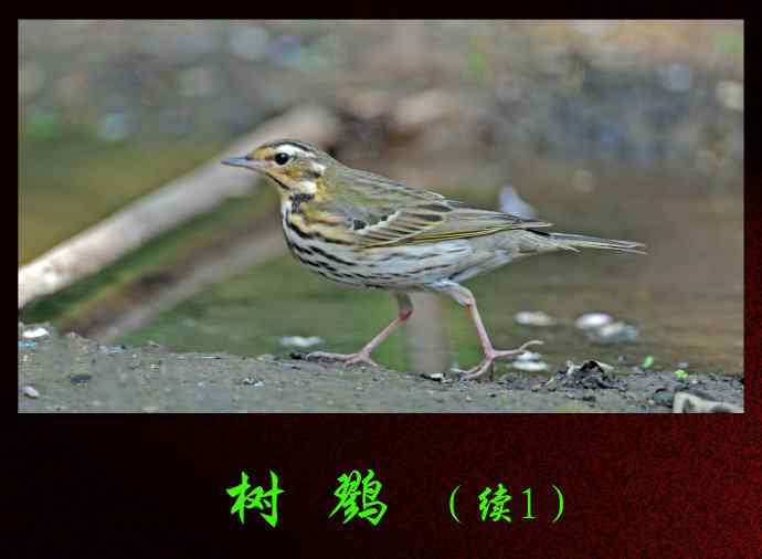 北京天坛公园的鸟类——树鹨(续1)