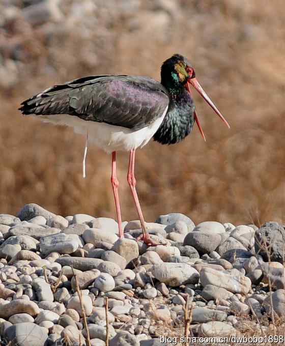秃鹫和十渡的几只大鸟