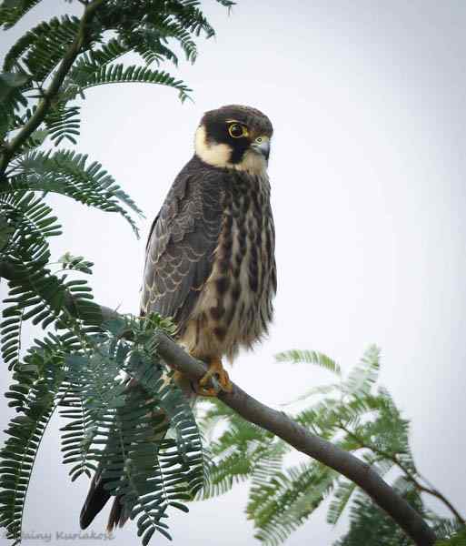 剖析《被重判的鸟事和被轻放的贪官》中的舆论陷阱