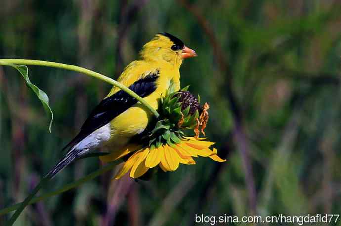 美洲金翅雀:雄鸟(2) 美洲金翅雀:雄鸟(2)