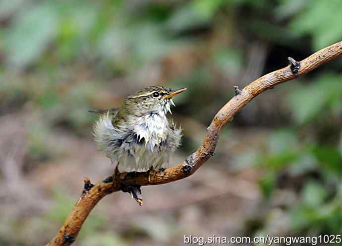 极北柳莺(浴后晾羽)3 极北柳莺(浴后晾羽)3