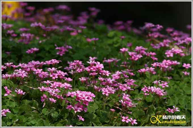 黑喉噪鹛&bull;斑姬啄木鸟【照片】