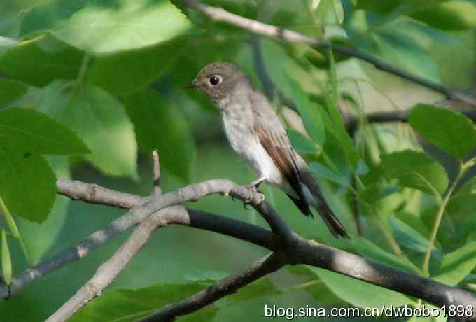 鸣音悦耳滴艳鸟--白眉姬鹟