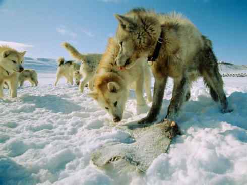 犬科：犬亚科犬属之澳洲野犬、歌唱犬、家犬