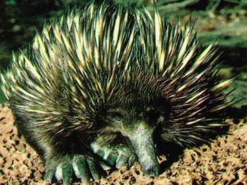 动物世界：山寨还是原创之三