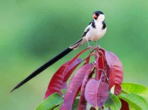 极品红色鸟类：红梅花雀