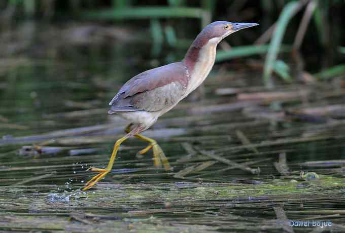 植物园:紫背.白眉和绿啄 植物园:紫背.白眉和绿啄