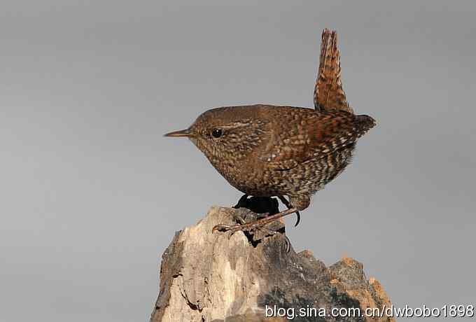 精灵般的小鹪鹩