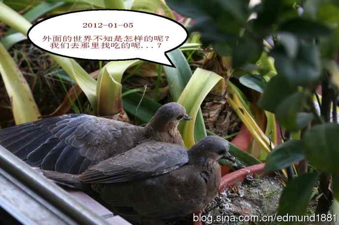 珠颈斑鸠育儿记