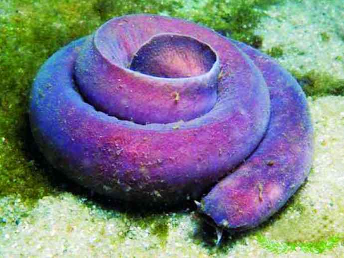 鱼类活化石：盲鳗