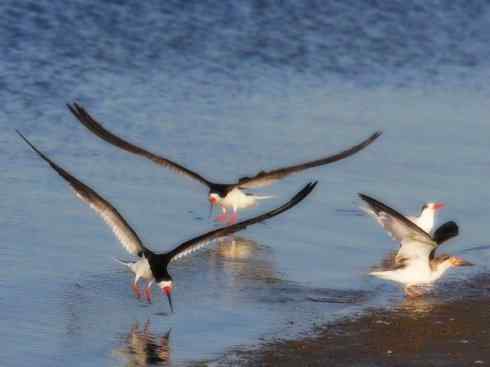 猎奇：奇特的鸟喙之二