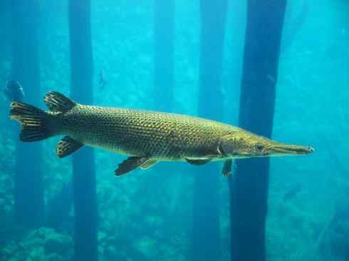 鱼类活化石：鳄雀鳝