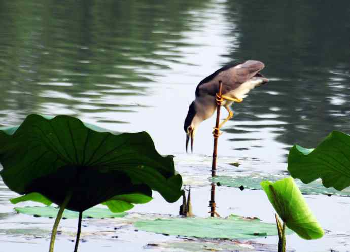 北海公园的夜鹭（呆版）2