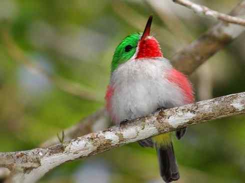 绝色攀禽：佛法僧目之短尾鴗